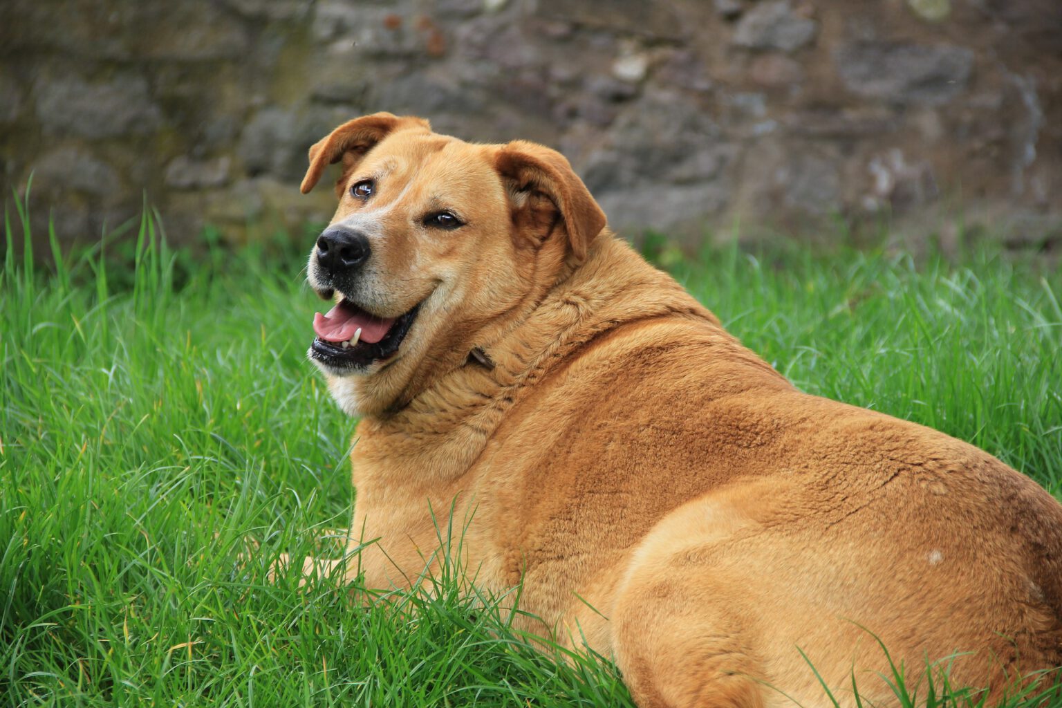 Übergewicht beim Hund Küstenfutter