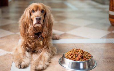 Wie viel Futter braucht dein Hund?
