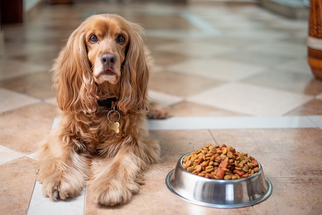 Wie viel Futter braucht dein Hund?